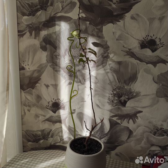 Бугенвилия