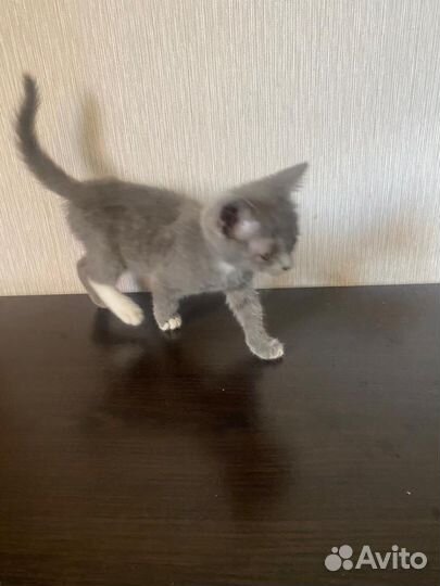 Отдам бесплатно