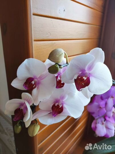 Дендробиум фаленопсис