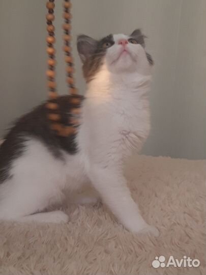 Котенок мальчик 3 месяца супер ласковый в дар