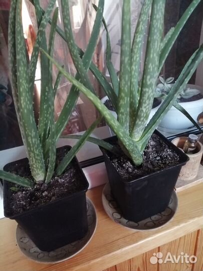 Алое вера растение