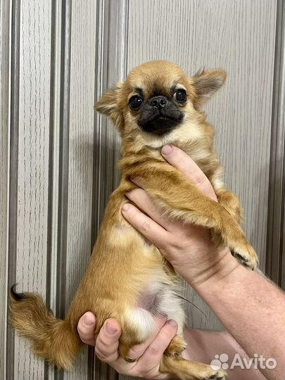 Щенки Чихуахуа