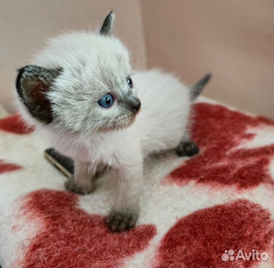 Котятам нужен дом
