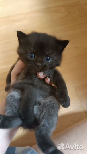 Британские котята