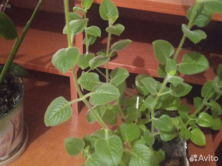 Комнатная мята, мелисса