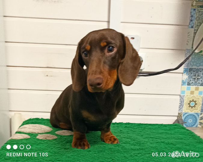 Карликовая шоколадная такса подрощеный мальчик