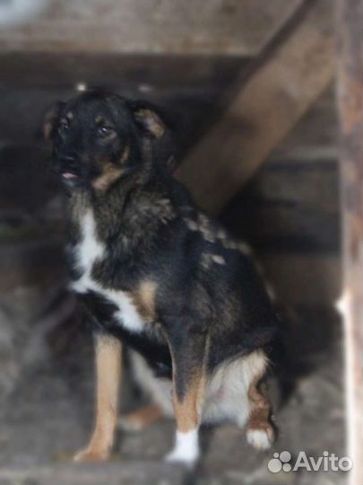 Тимон ищет дом