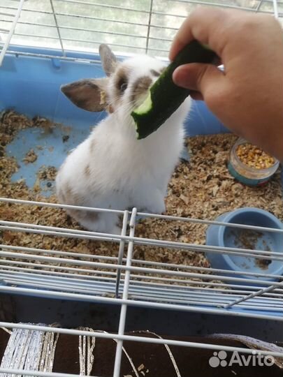 Декоративные кролики