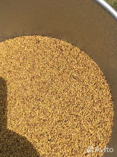 Семена люцерны