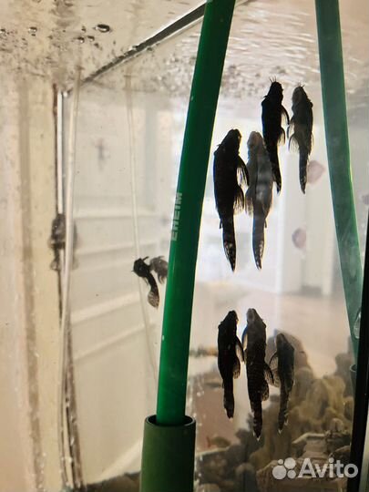 Аквариумные рыбки сомики