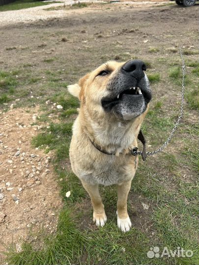 Отдам алабая