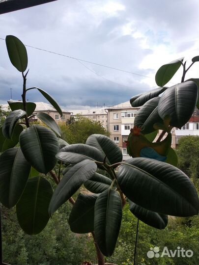 Фикус каучуконосный большой