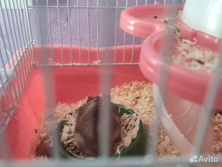 Джунгарский хомяк бесплатно