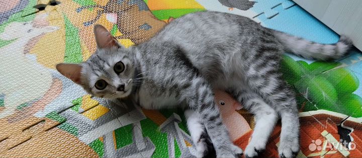 Кошка в дар