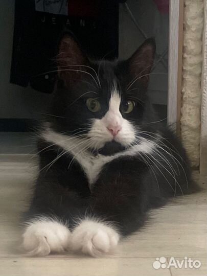 Кошки мэйкун