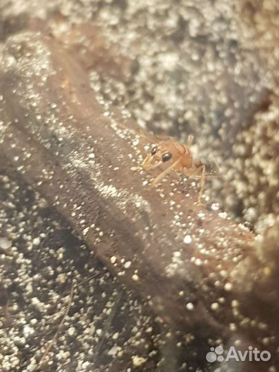 Продам муравьёв Harpegnathos saltator