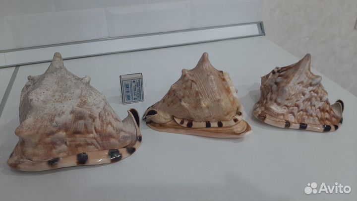 Раковины морские
