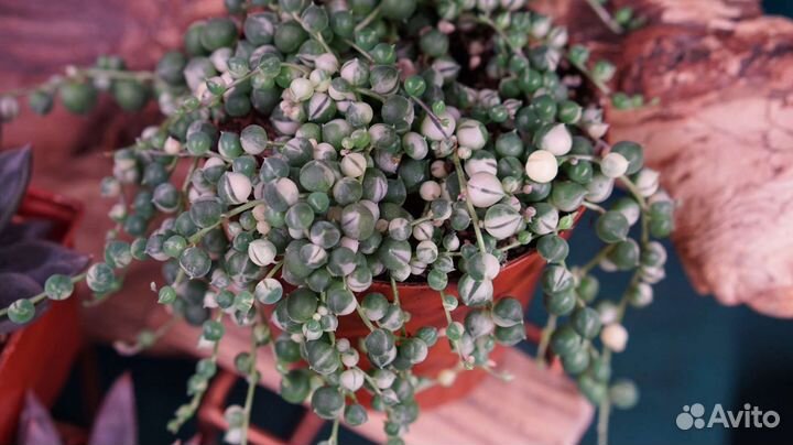 Суккуленты эхеверии