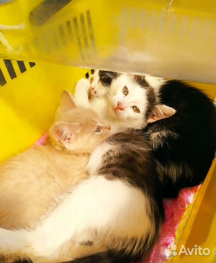 Котята