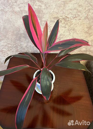 Кордилина красная