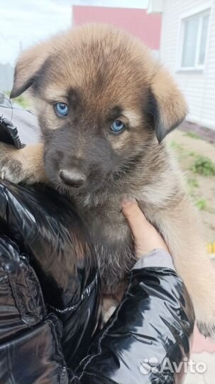 Собаки бесплатно в добрые руки щенки