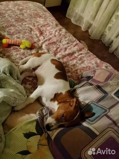 Джек рассел