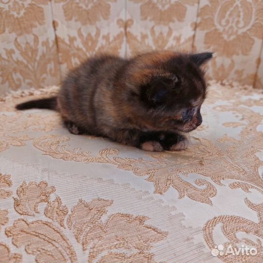 Котята в добрые руки даром