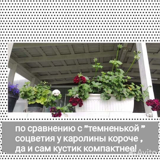 Пеларгонии плющелистные
