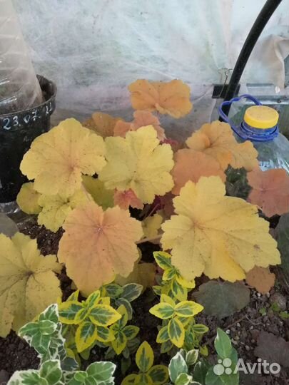 Многолетники садовые