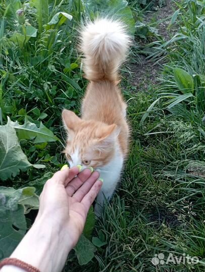 Отдам котёнка мальчик