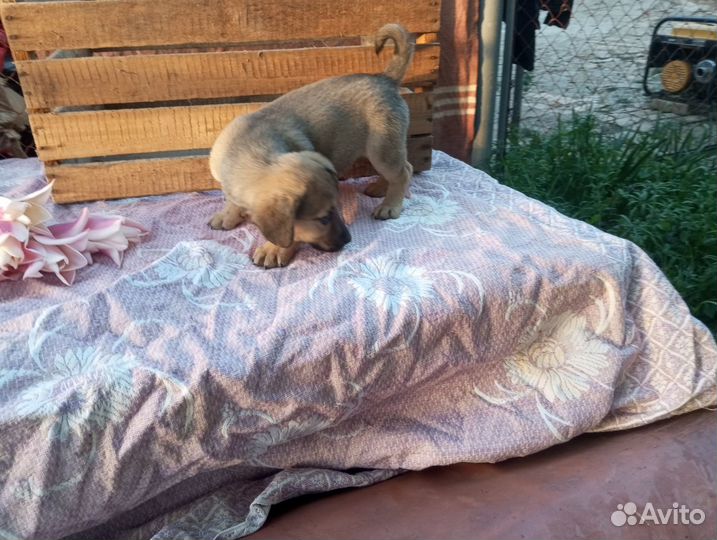 Толстый щенок