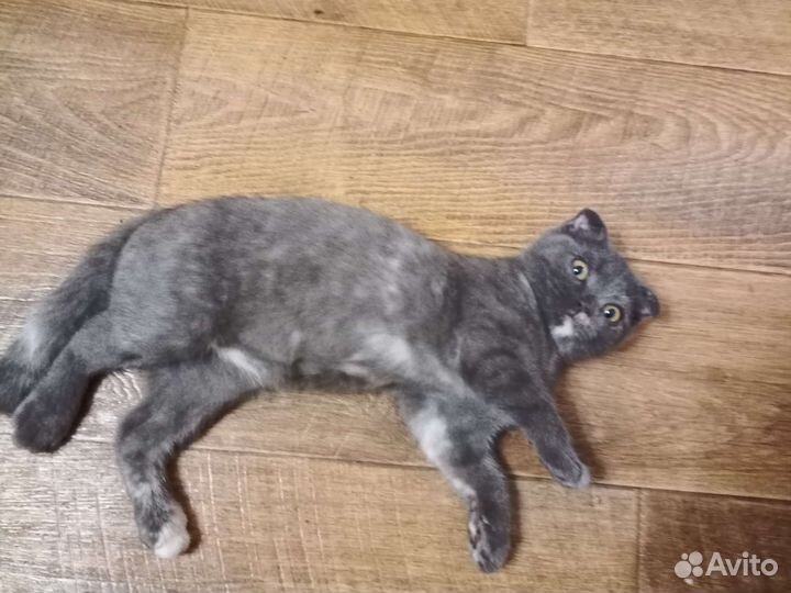 Шотландская (вислоухий котенок