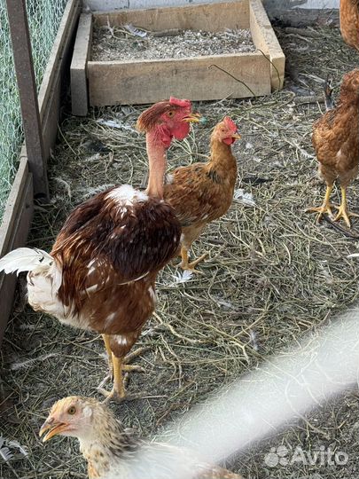 Петух голошейка на развод