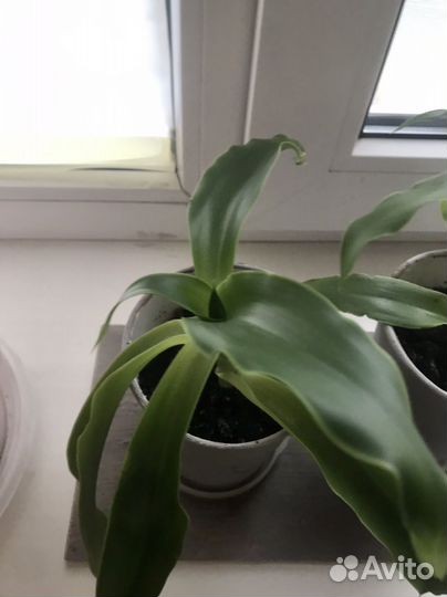 Золотой ус - листья