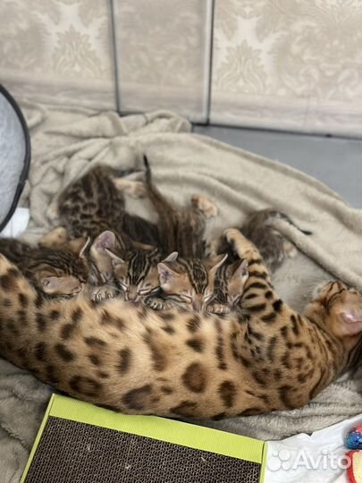 Бенгальские котята