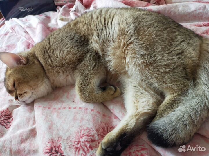 Британский кот приглашает на вязку