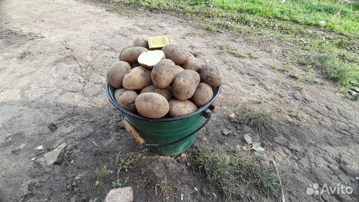 Картофель деревенский