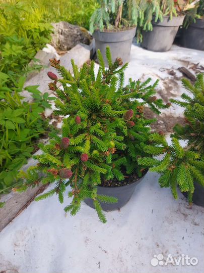 Ель Пуш(Push) С5 30-40см