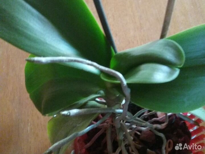 Драцена и две орхидеи