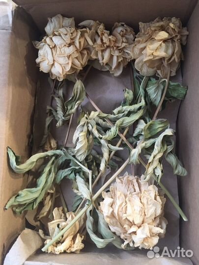 Сухостои пионы 30 см, 7 шт