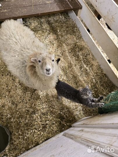 Мини-овца Уэссан с ягненком – редкий окрас