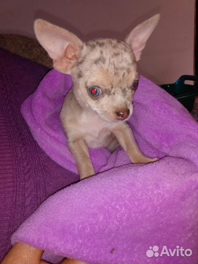 Эксклюзивчик