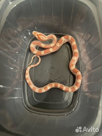 Змея маисовый полоз