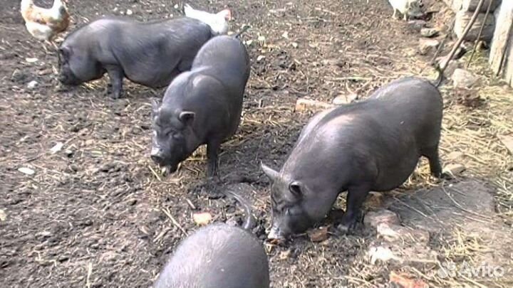 Вьетнамск вислобрюхий поросенок