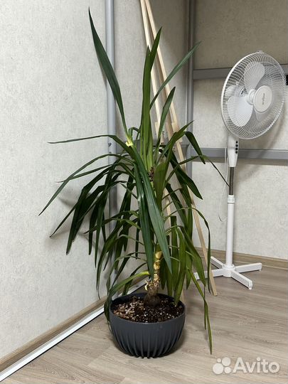 Юкка Пальма