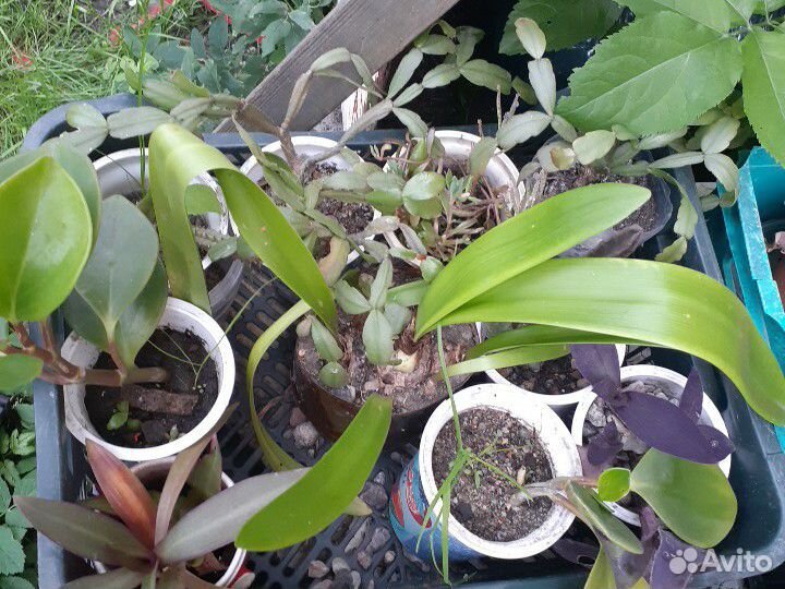 Комнатные цветы и растения