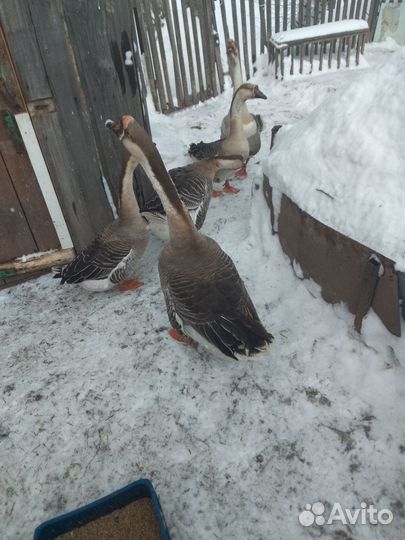 Гусь холмогорский