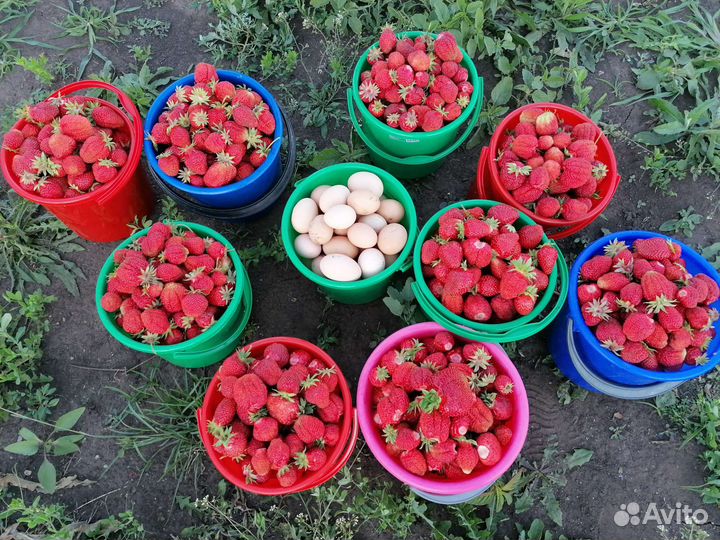 Рассада клубники азия