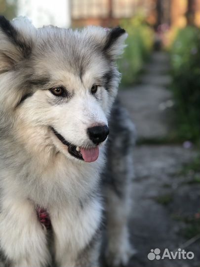 Собака маламут