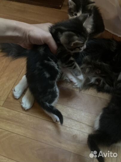 Кошки в добрые руки даром